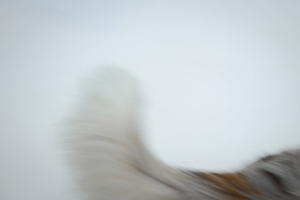 A wagging tail, on its way out of the frame