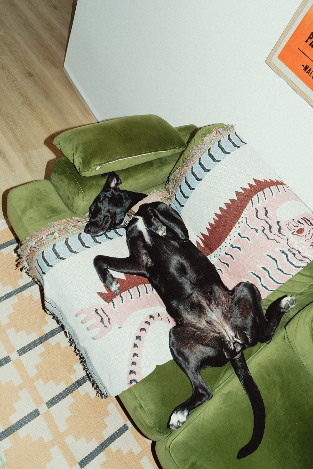 A black dog on a green velvet sofa