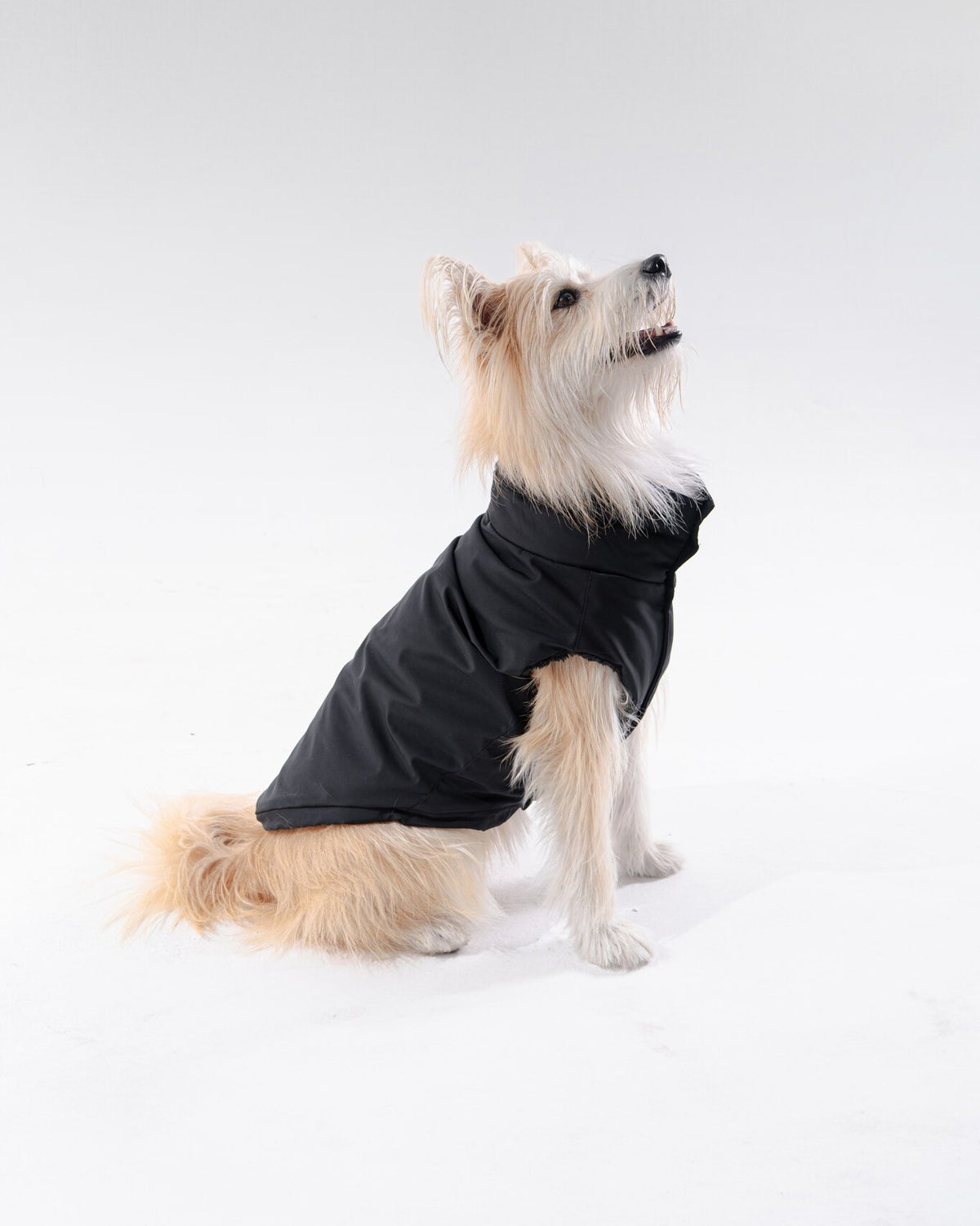 Bianca Vest in All-Black, worn by a dog