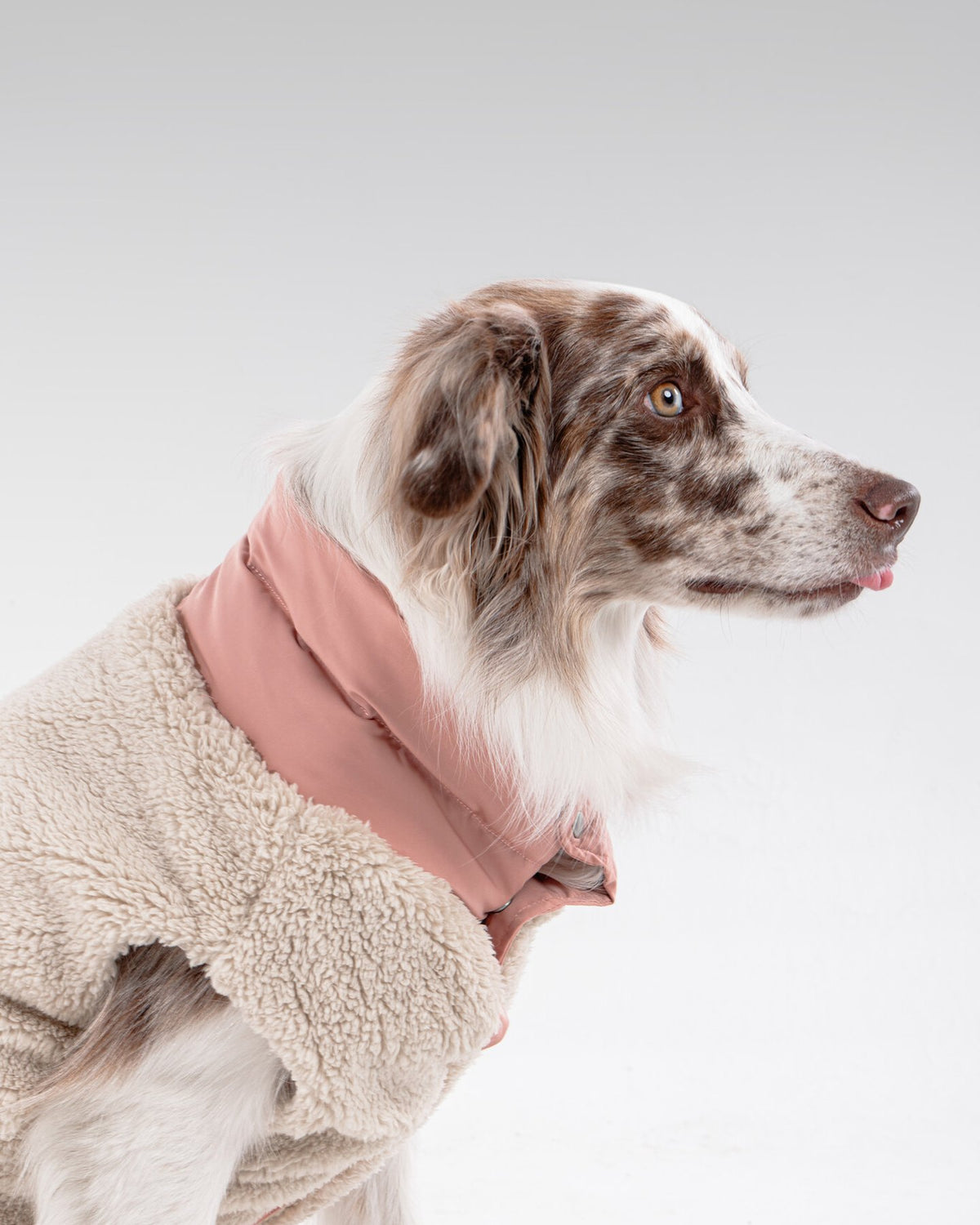 Bianca Vest in Rosewood, worn by a dog