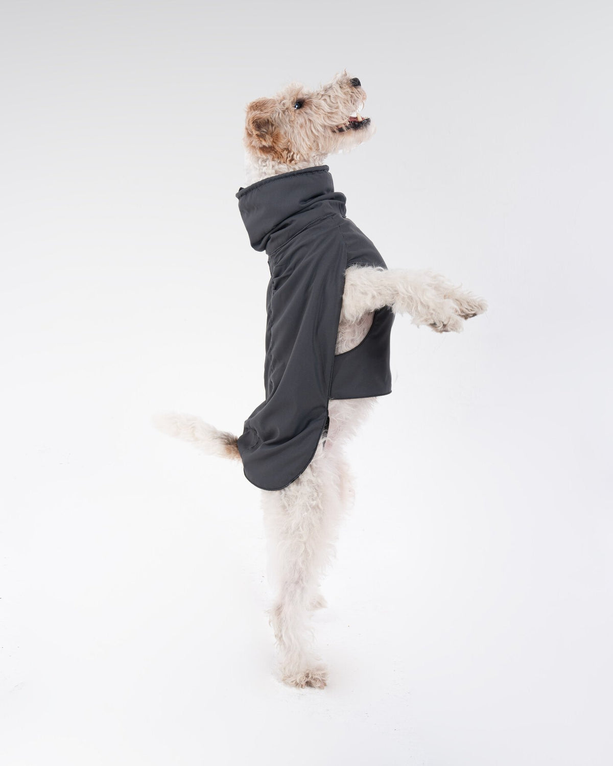 Helena Raincoat in Dusk-Black, worn by a dog