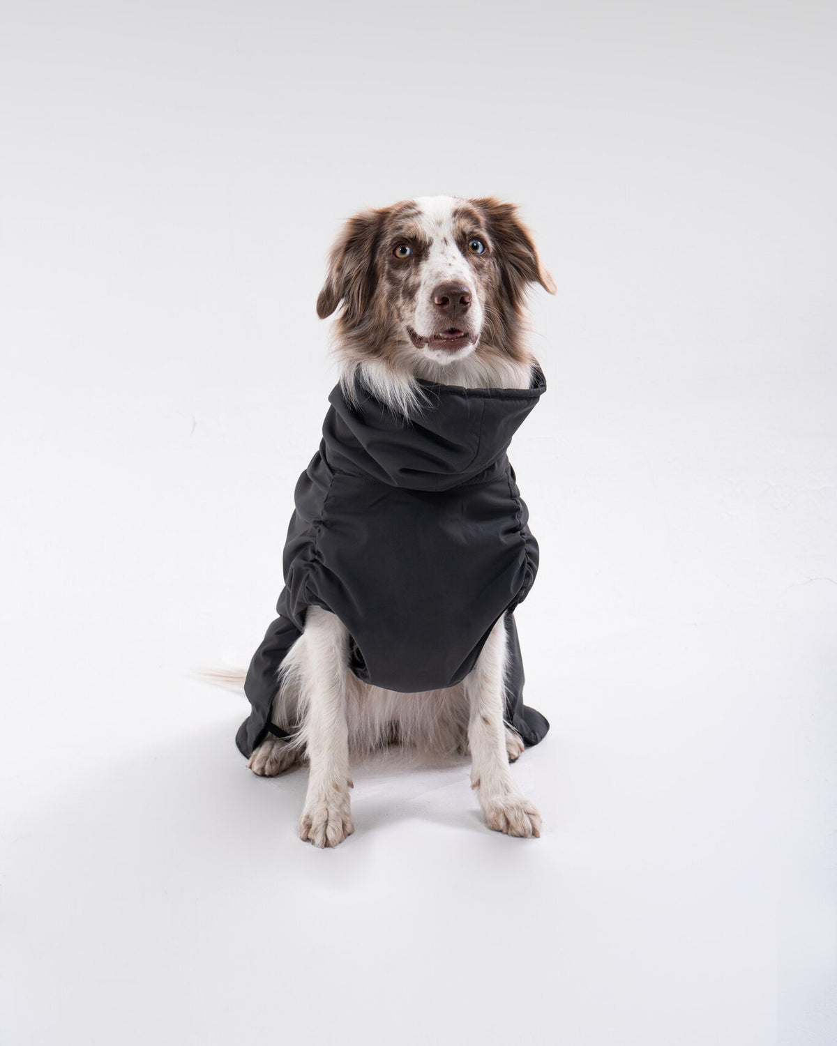 Helena Raincoat in Dusk-Black, worn by a dog