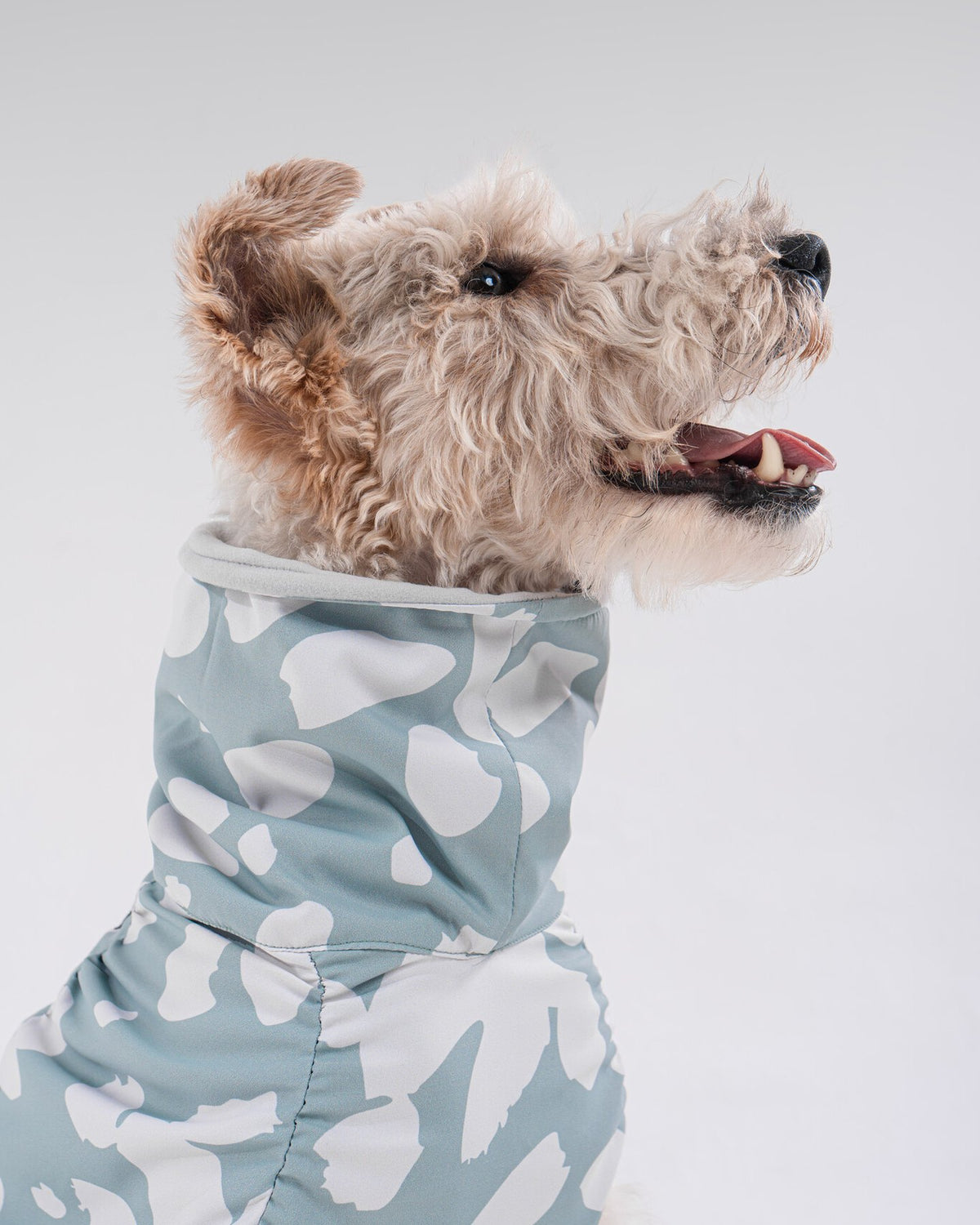 Helena Raincoat in Mint, worn by a dog