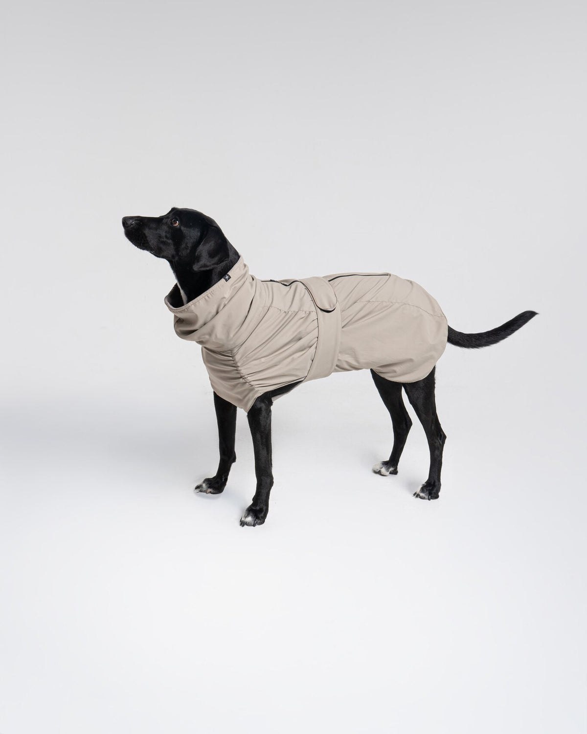 Helena Raincoat in Taupe, side view on a dog