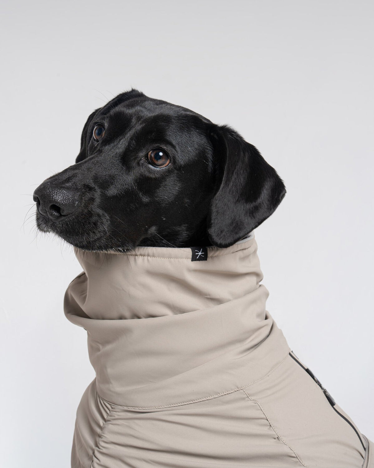 Helena Raincoat in Taupe, worn by a dog