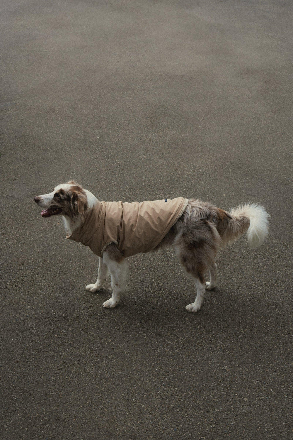 A shepherd dog standing on asphalt in the Bianca Vest in Camel