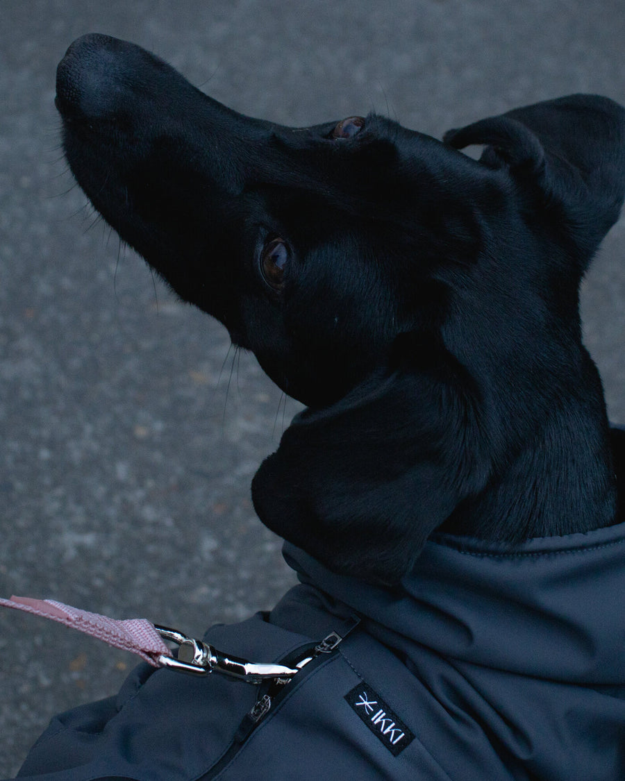 A black dog in the Helena Raincoat in Dusk-Black on the Noah Leash in Rosewood, seen from above