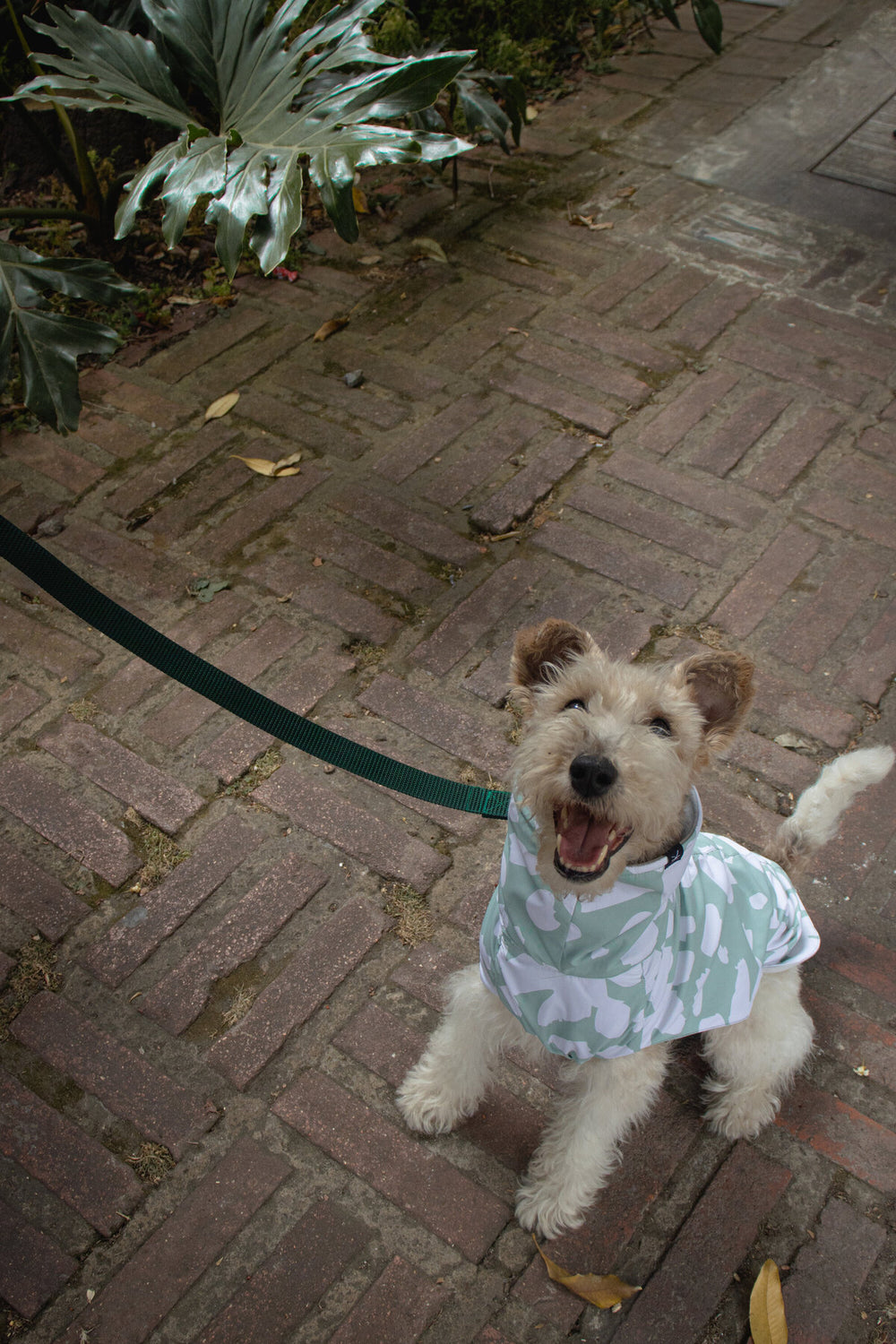 A terrier in the Helena Raincoat in Mint on brick paving