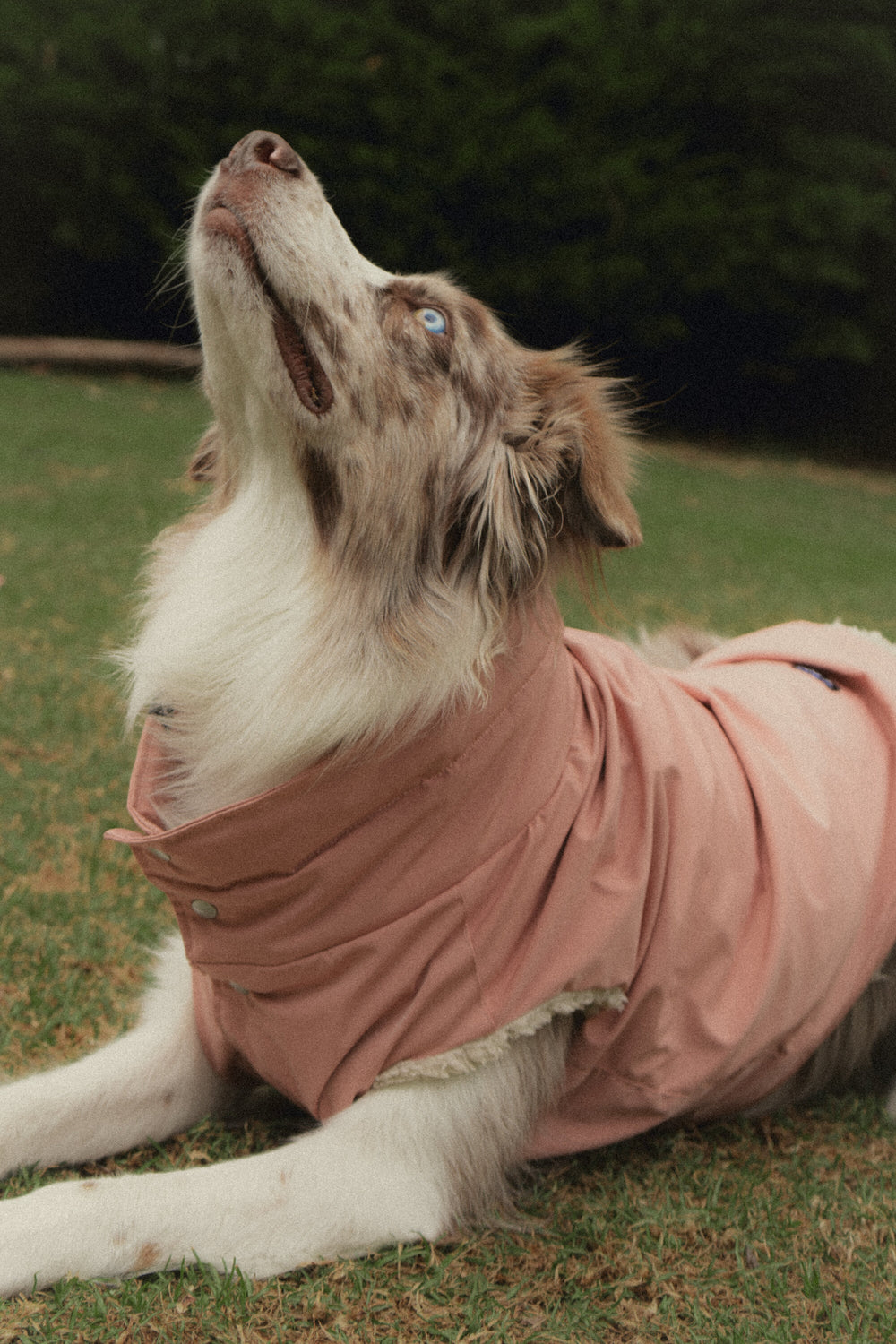An Australian shepherd lying on the grass in the Bianca Vest in Rosewood