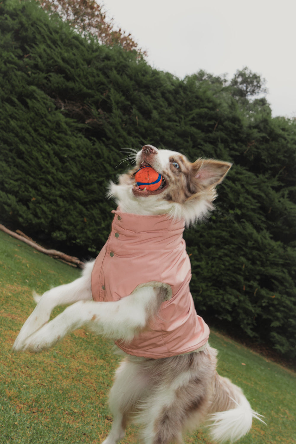 An Australian shepherd jumping for a ball in the Bianca Vest in Rosewood