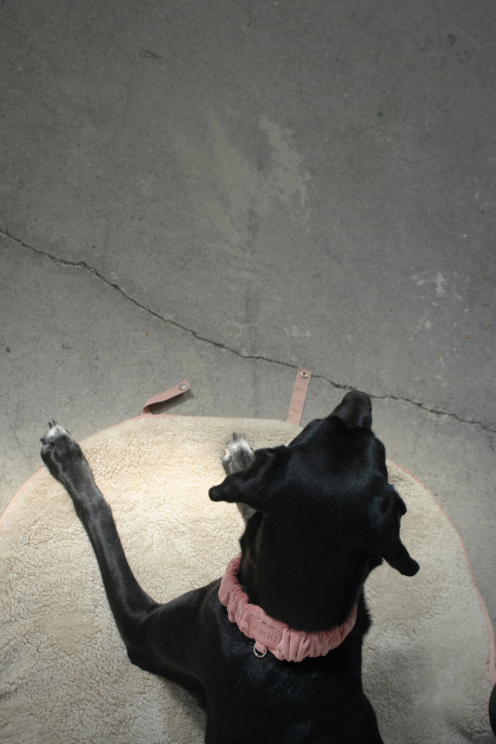 A black dog on the Ole Mat in Rosewood, seen from above