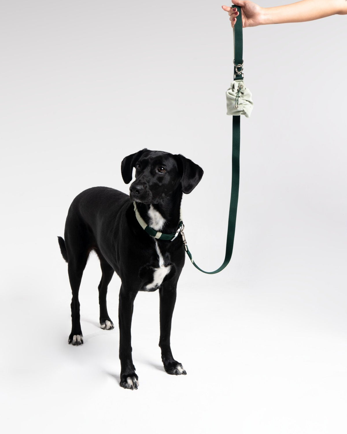 Noah Collar in Mint + Bottle Green, with a dog
