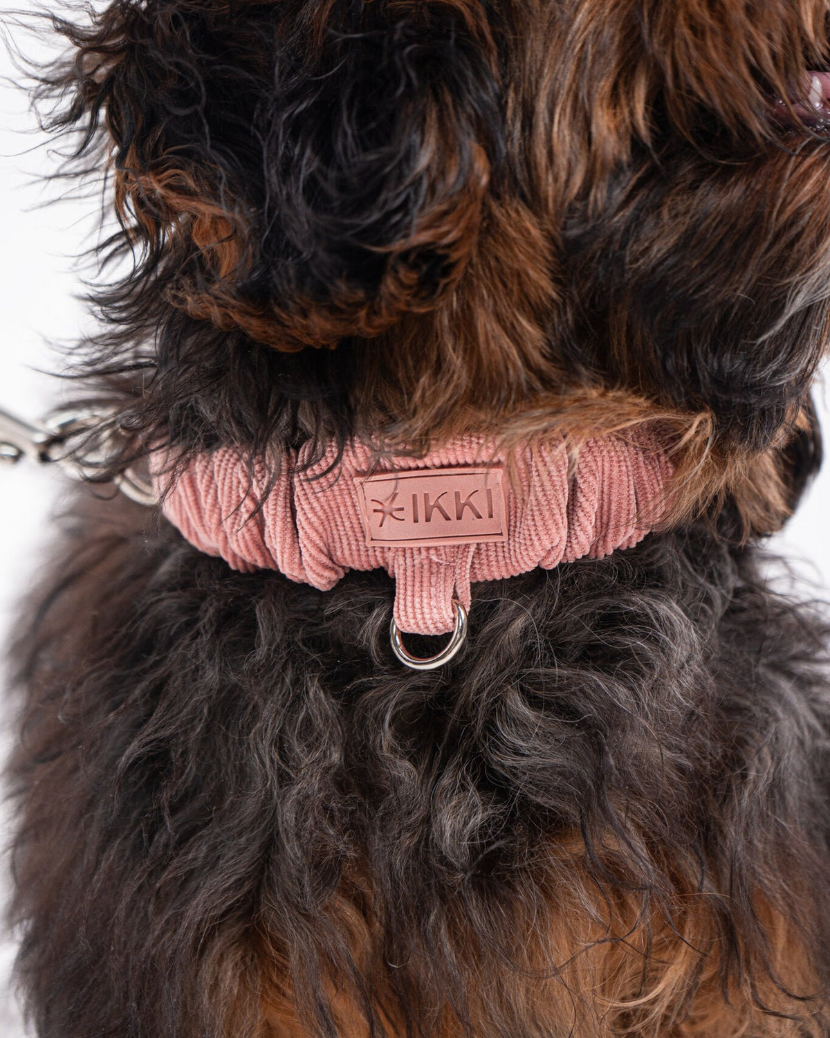 Noah Collar in Rosewood, with a dog