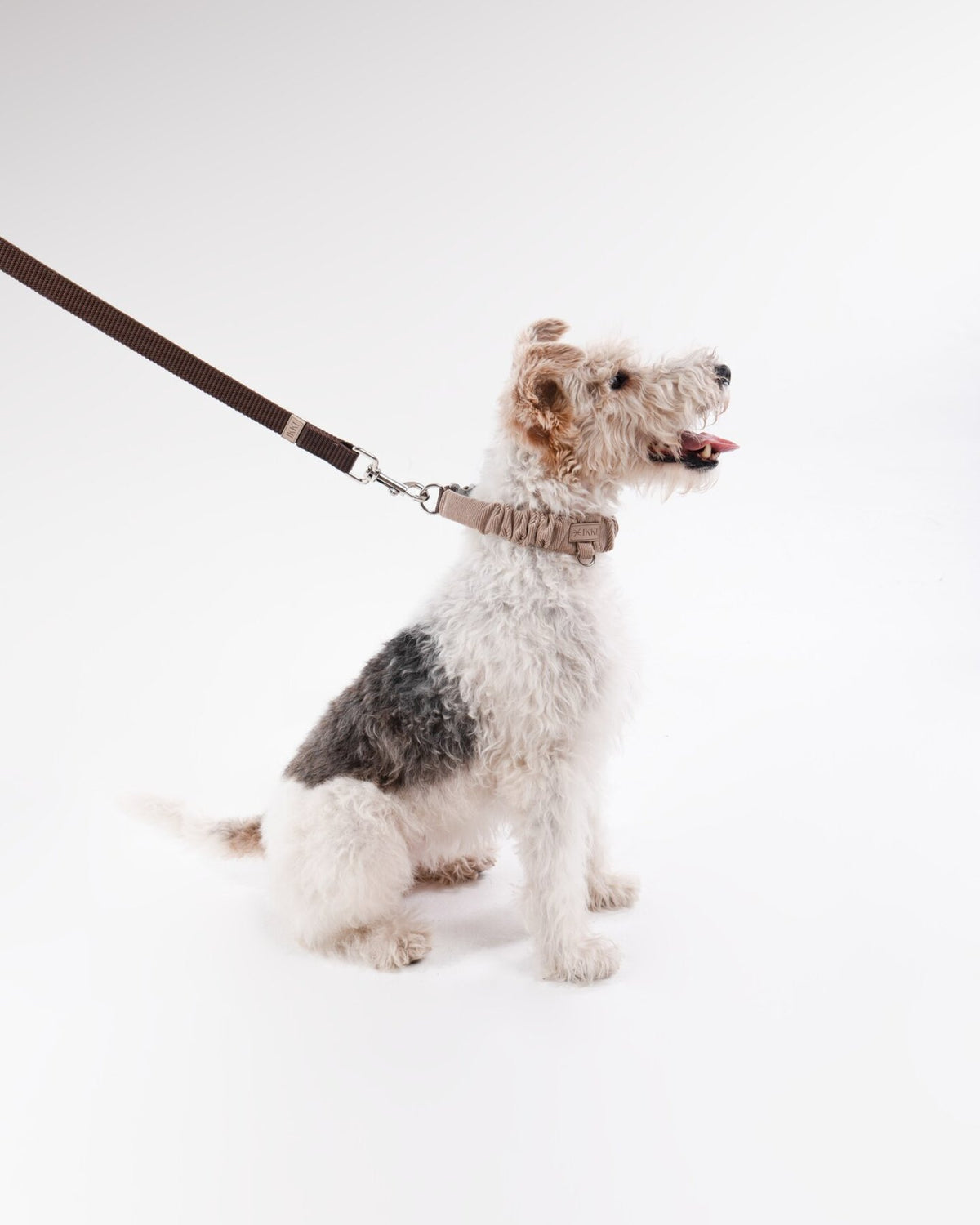 Noah Leash in Coffee, with a dog