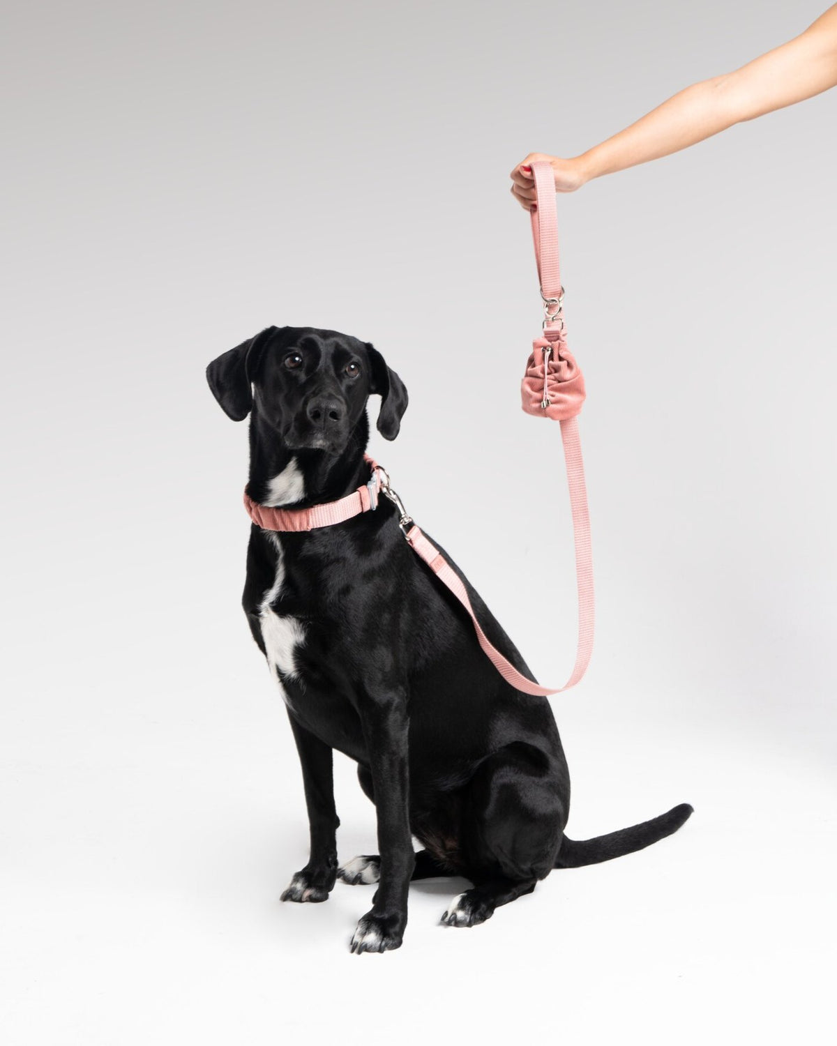 Noah Leash in Rosewood, with a dog