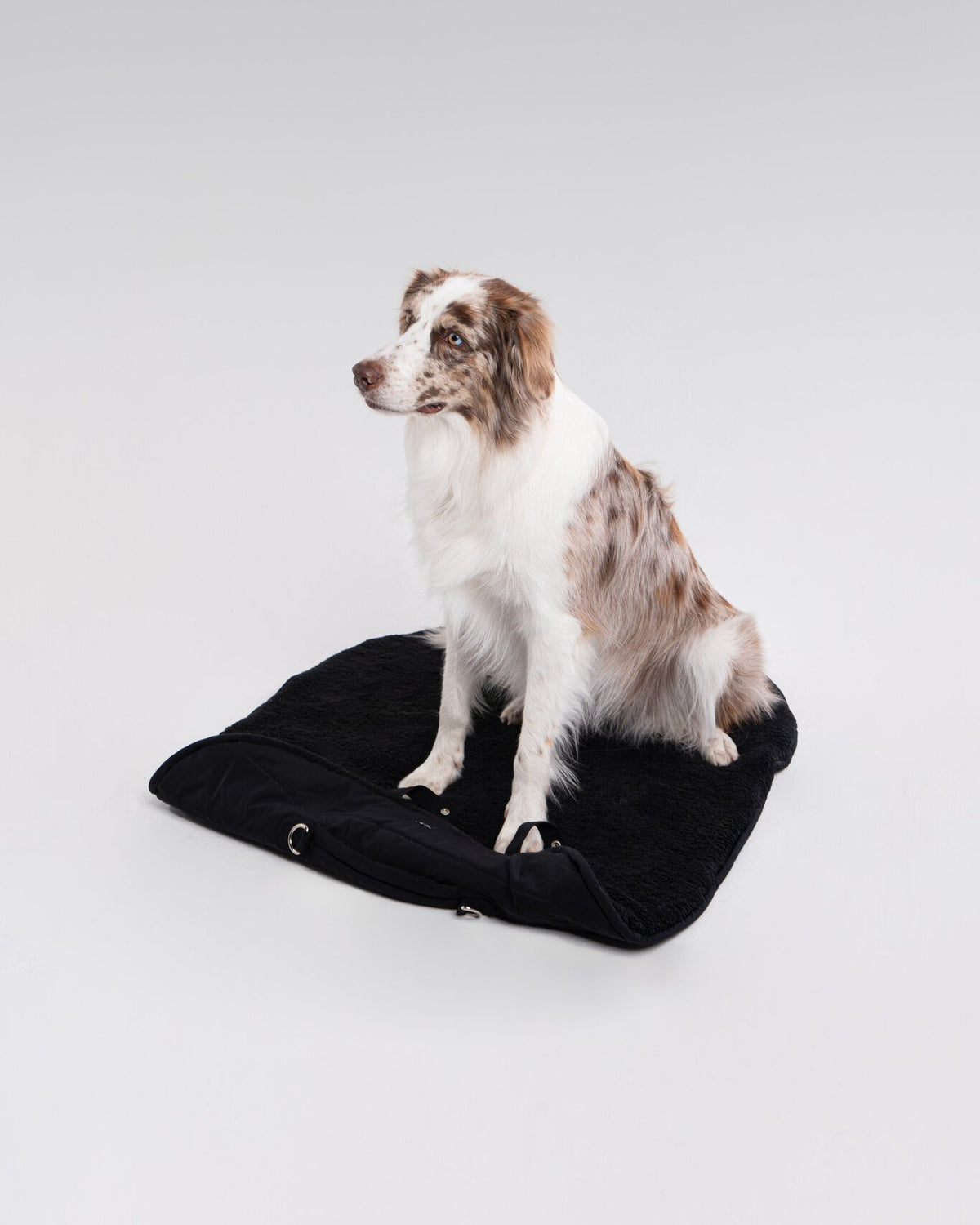 Ole Mat in All-Black, with a dog