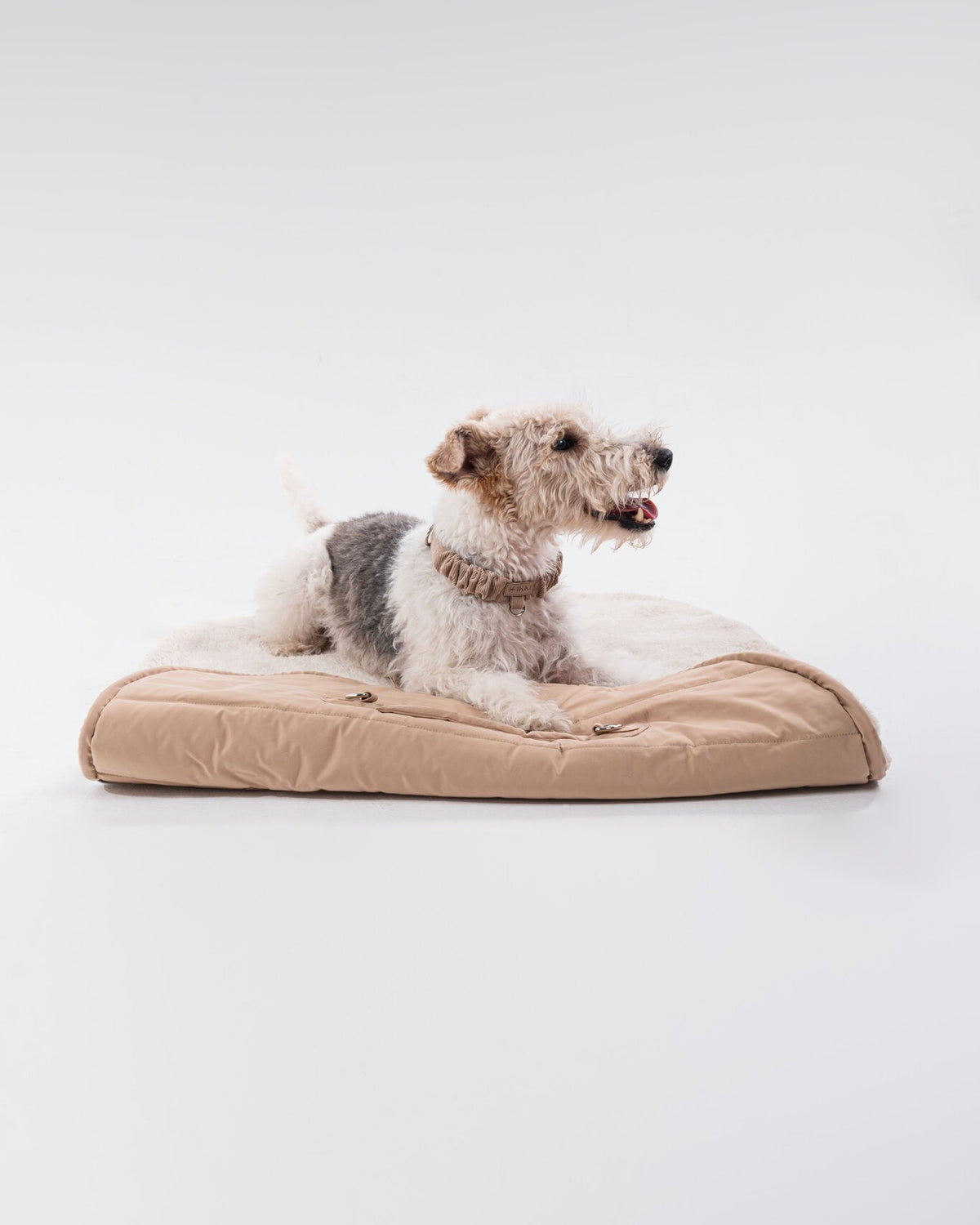 Ole Mat in Camel, with a dog