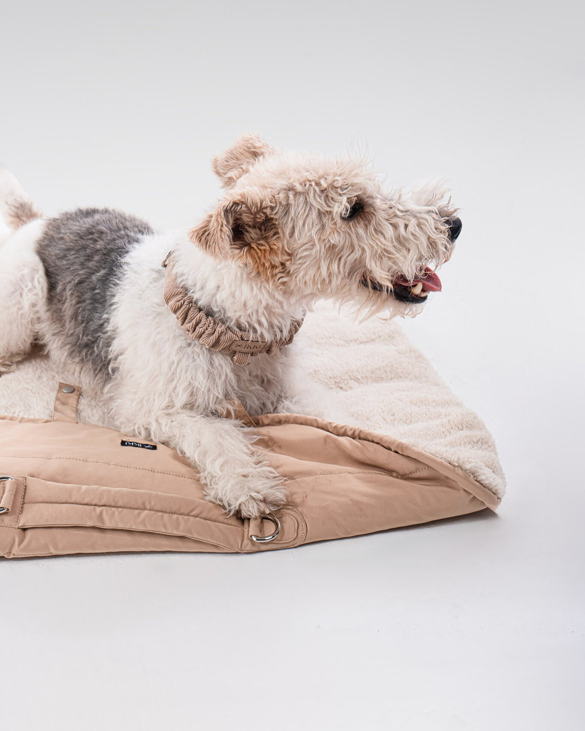Ole Mat in Camel, with a dog
