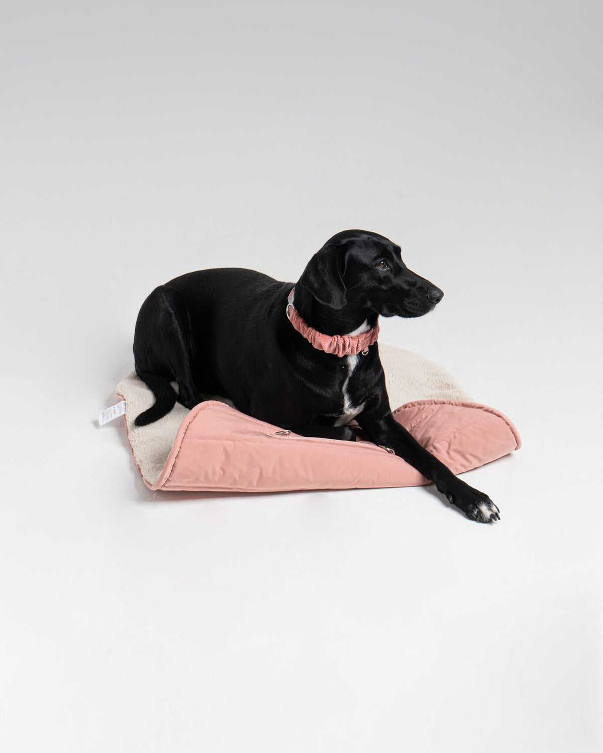 Ole Mat in Rosewood, with a dog